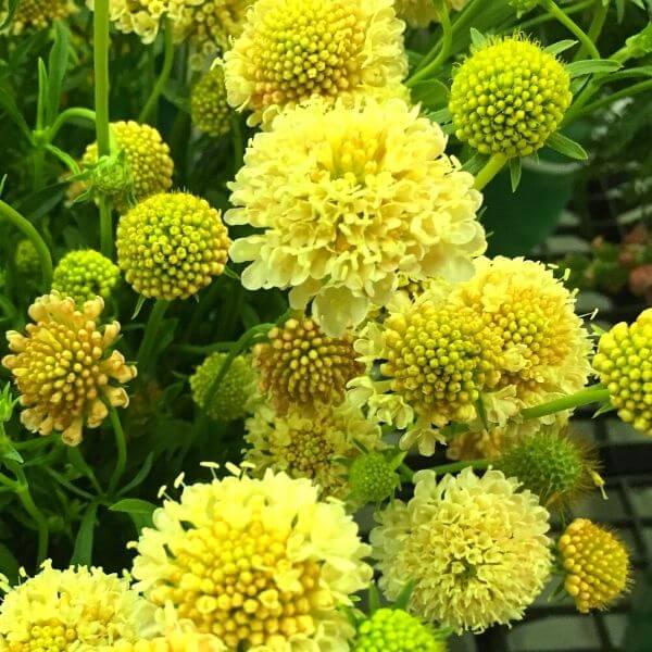 Scabiosa