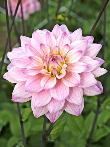 Dahlia Prospero