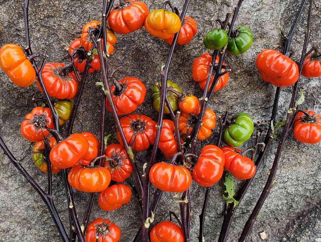 Pumpkin-on-a-Stick