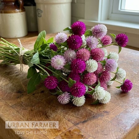 Gomphrena