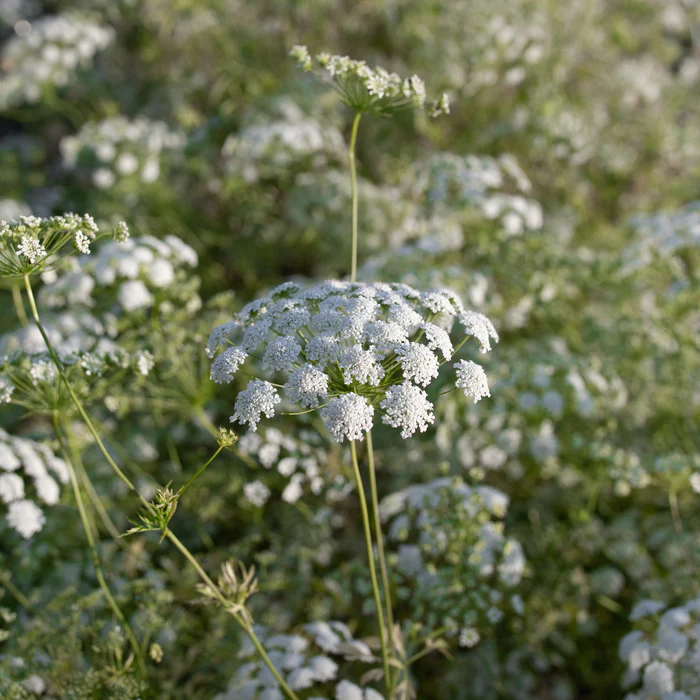 Queen Anne's Lace