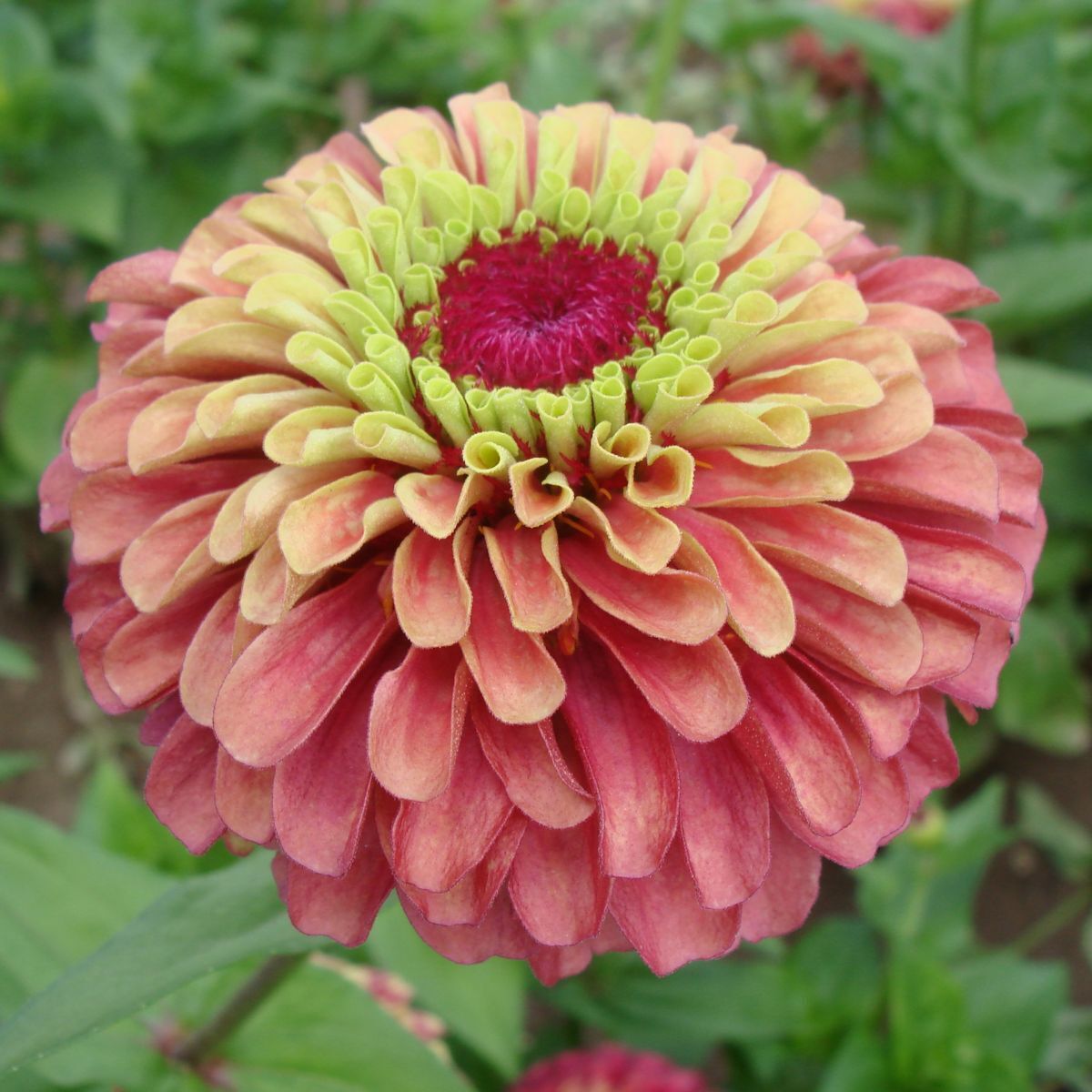 Zinnia