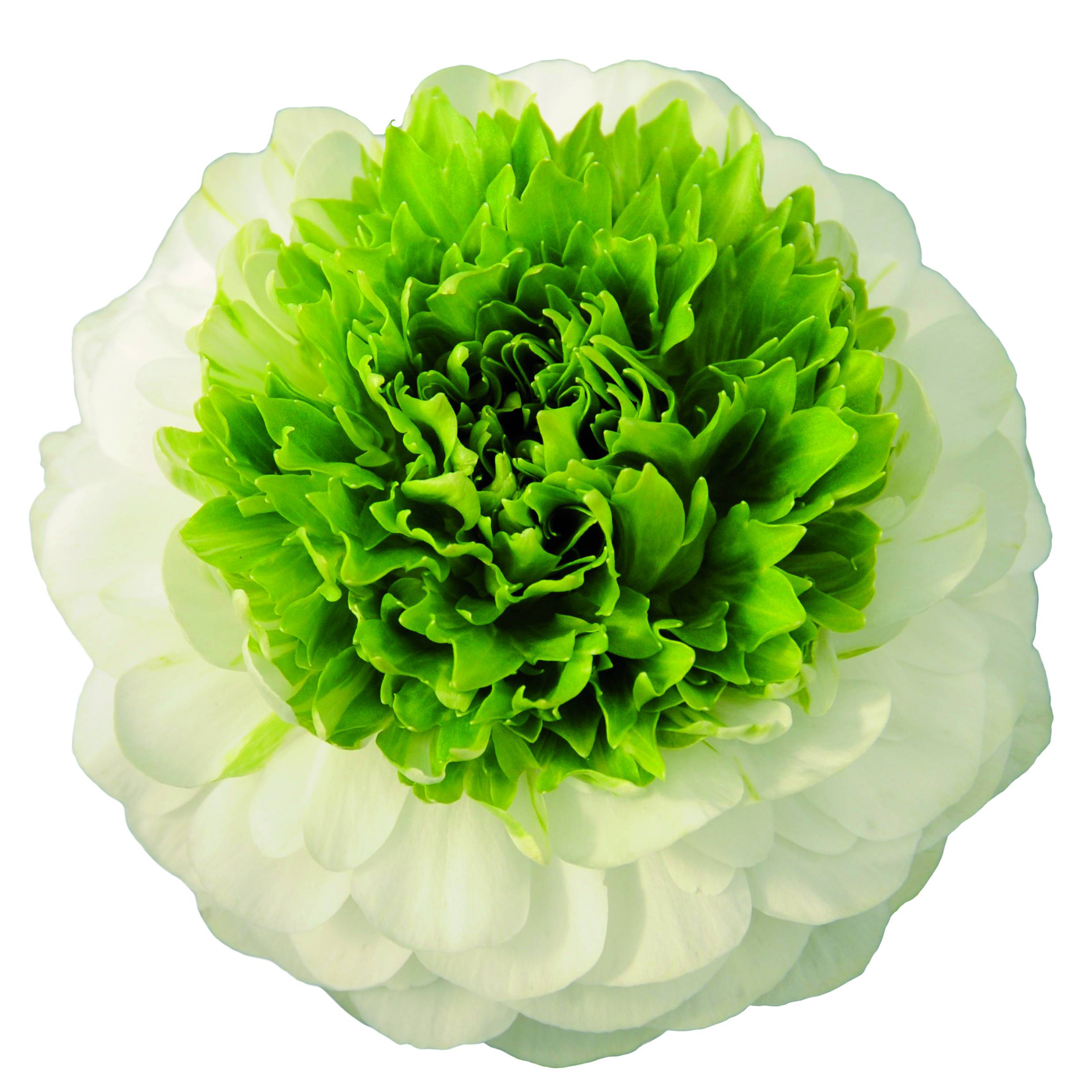 Ranunculus