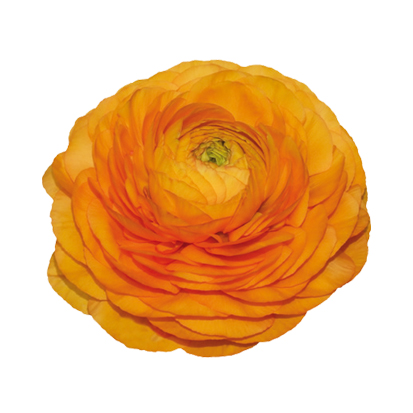 Ranunculus