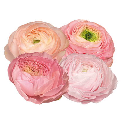 Ranunculus