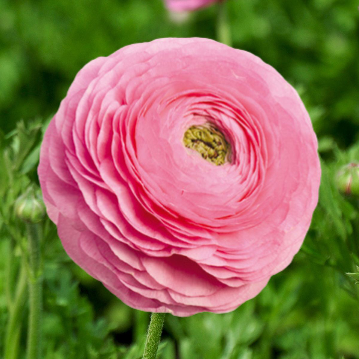 Ranunculus