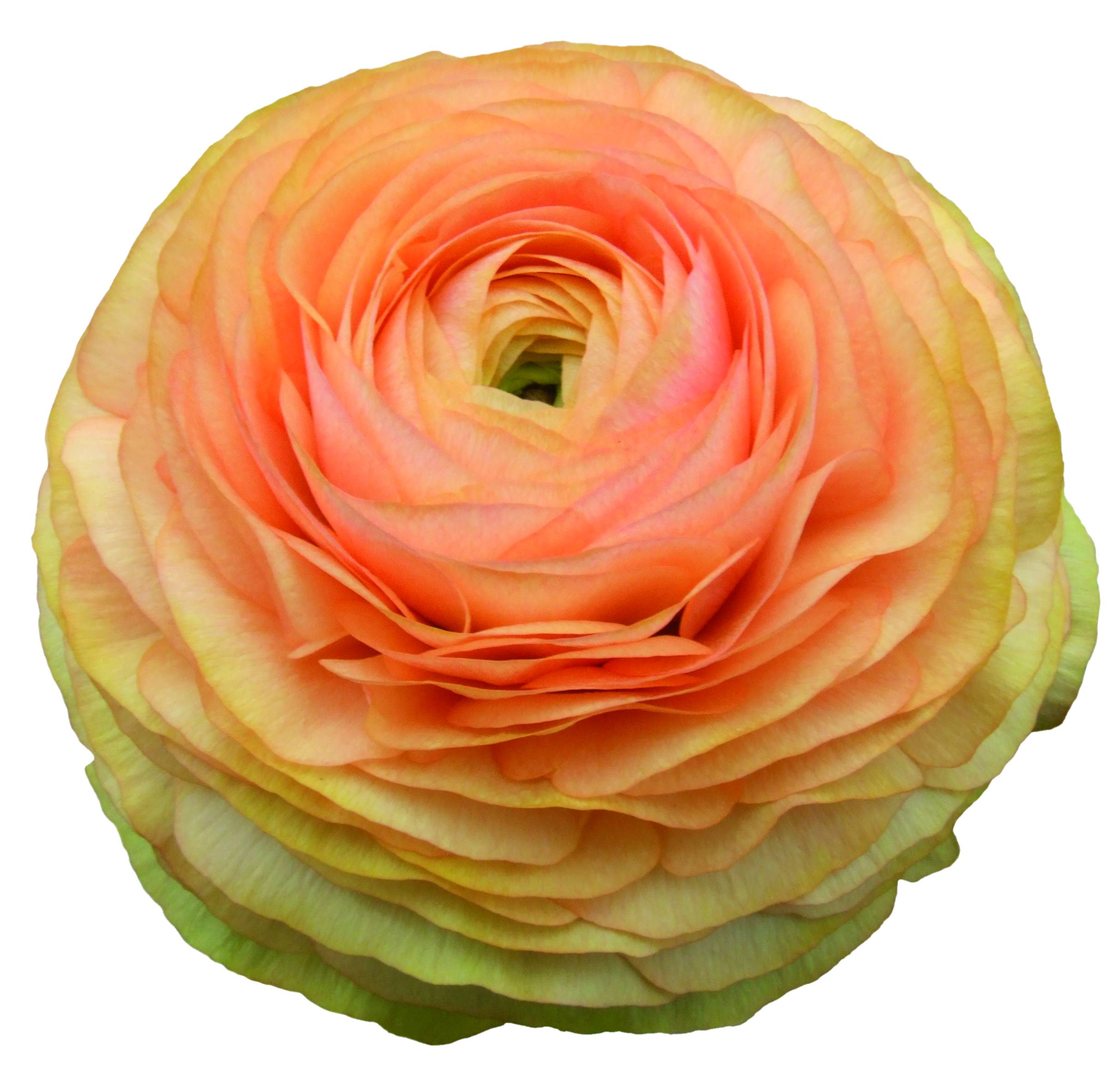 Ranunculus