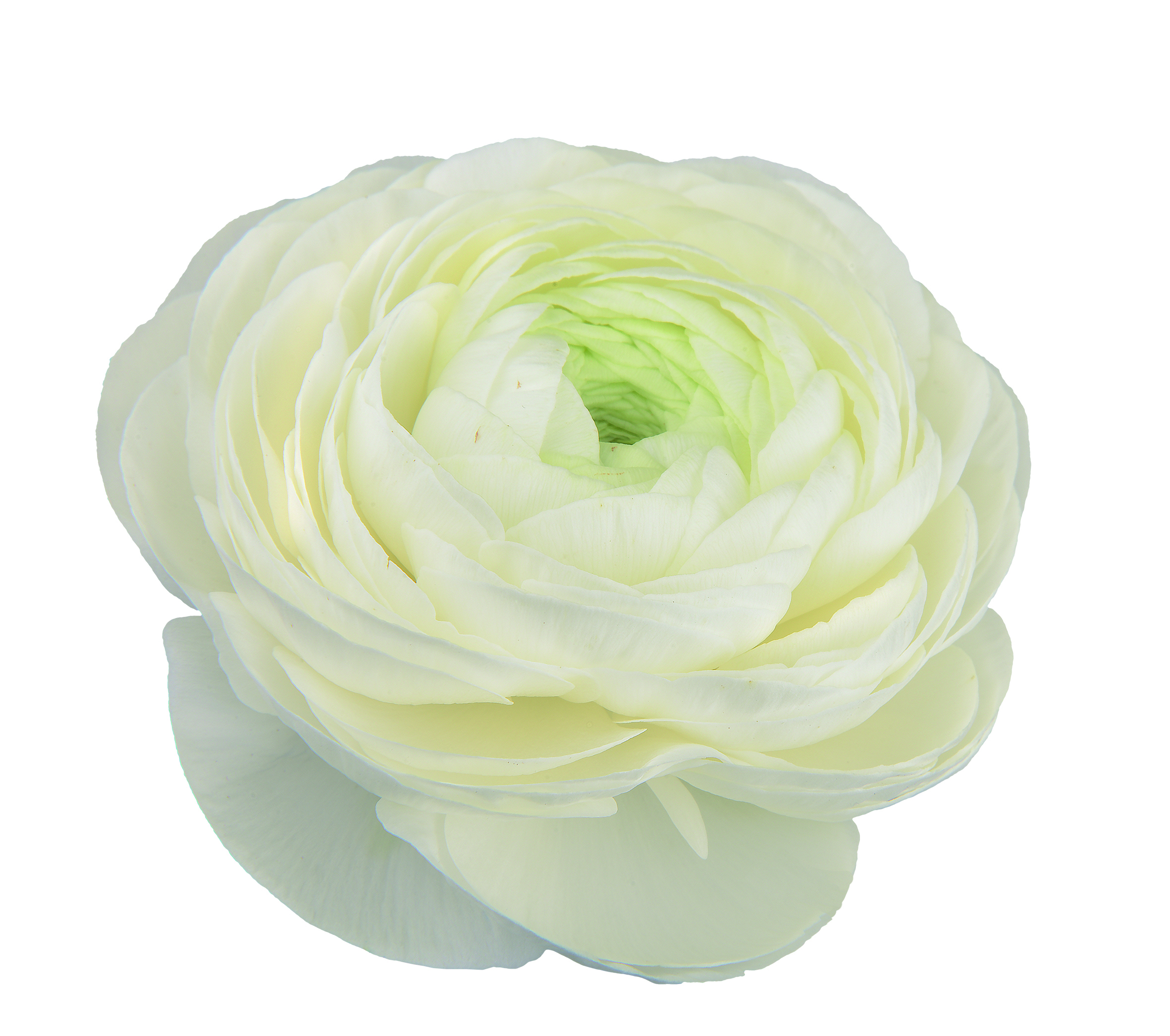Ranunculus