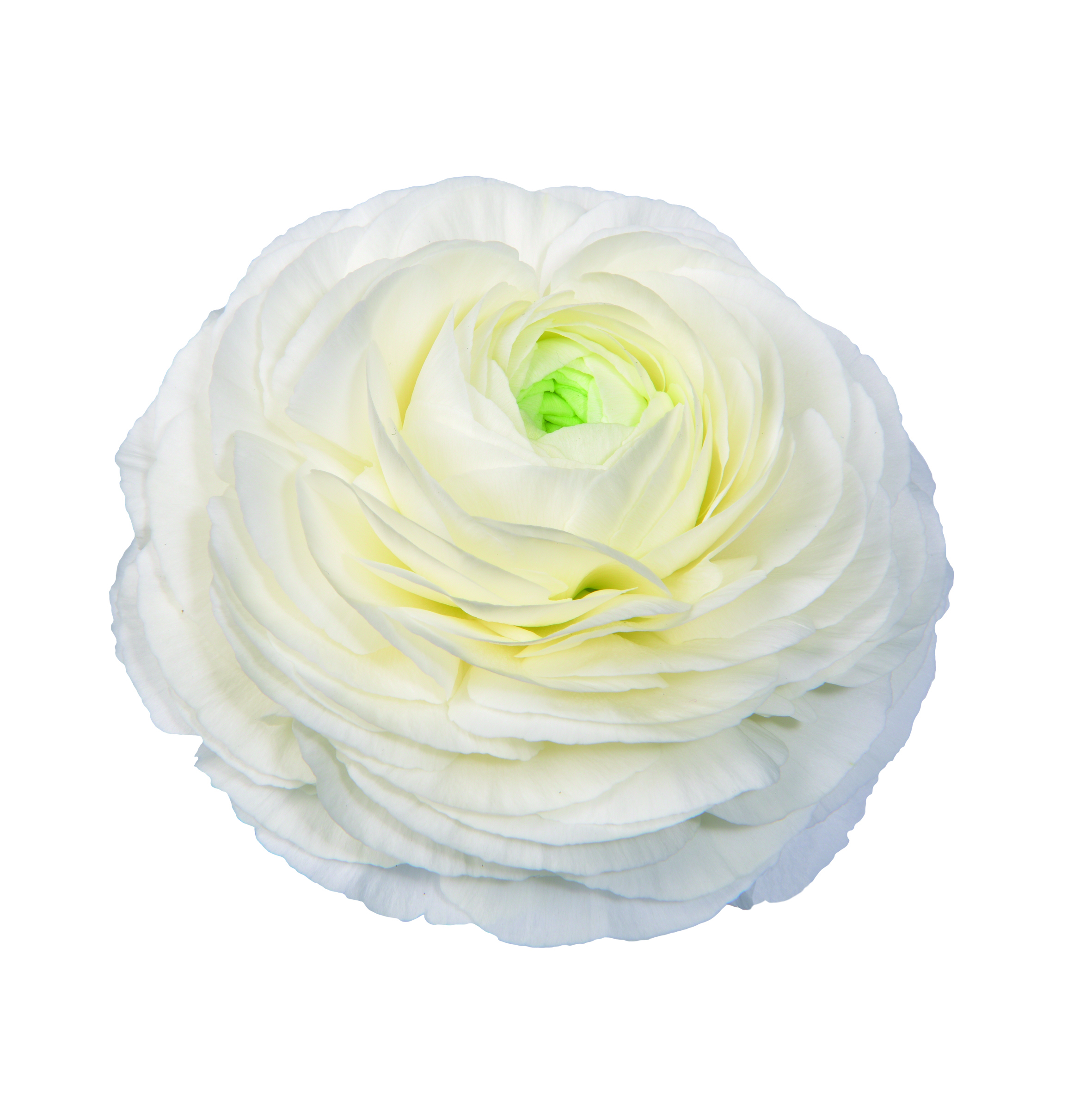 Ranunculus