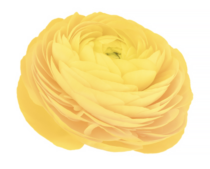 Ranunculus