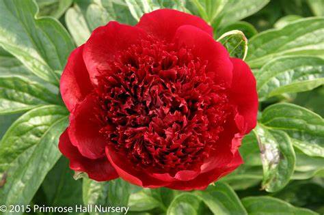 Red Charm