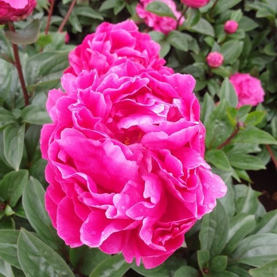 Peony