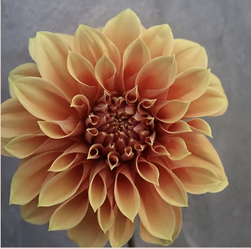 Dahlia