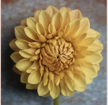 Dahlia