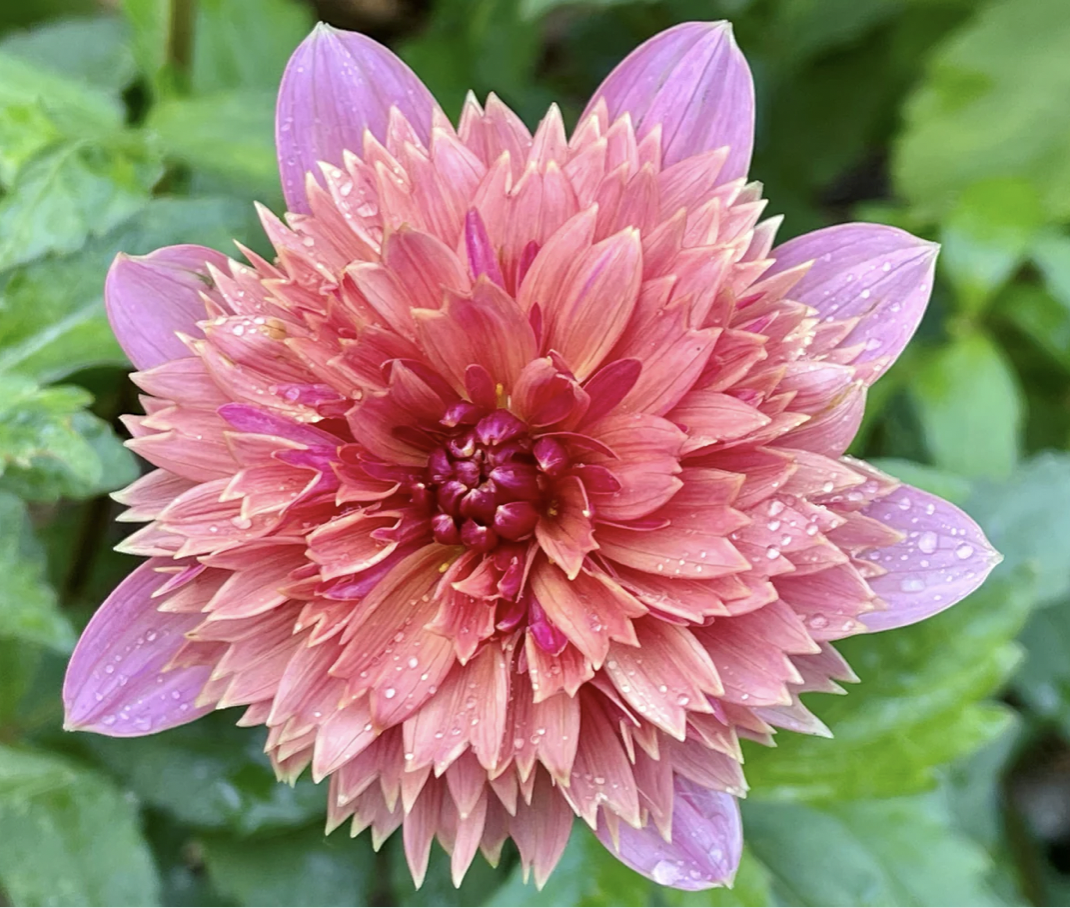 Dahlia