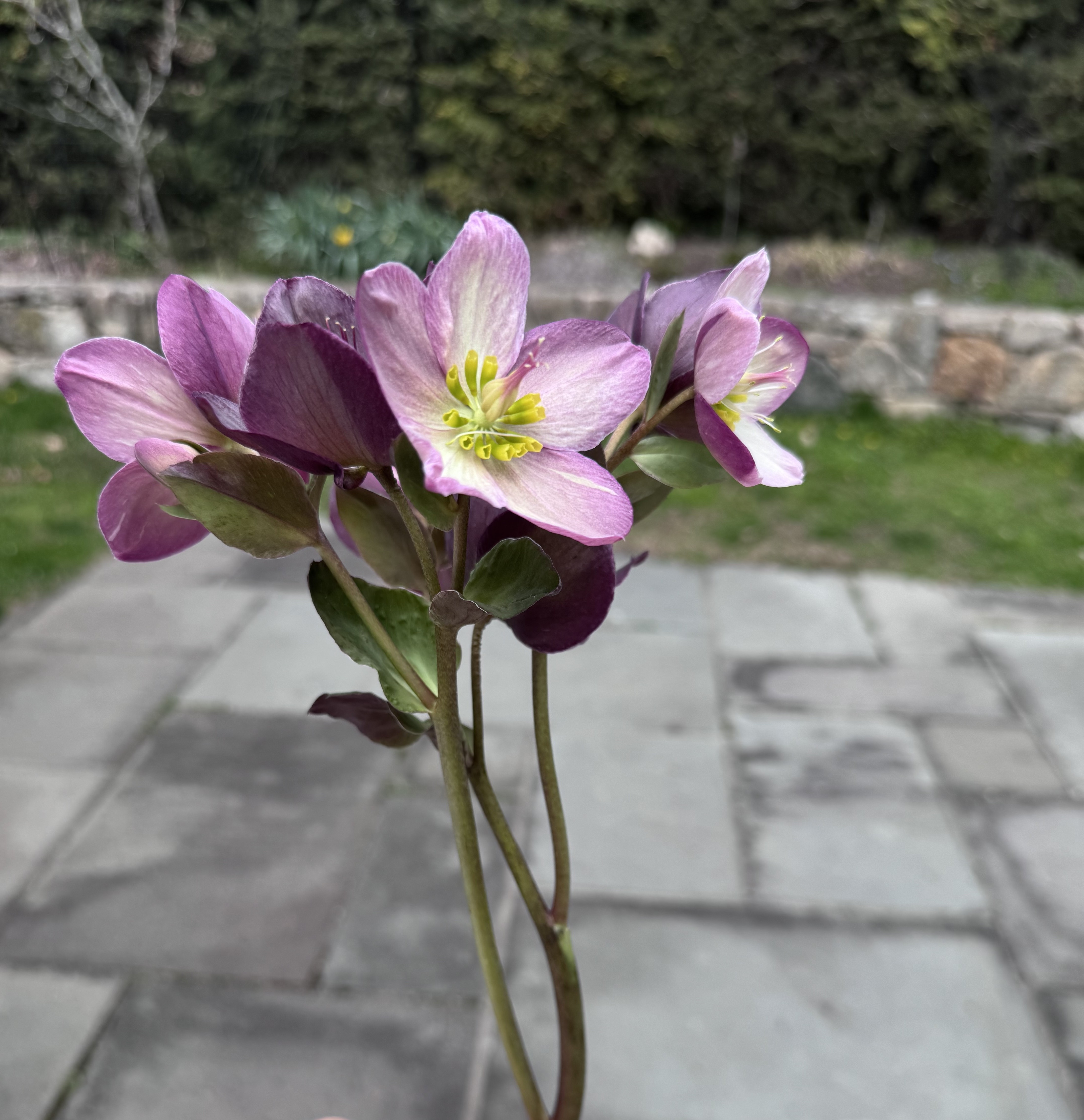 Hellebore