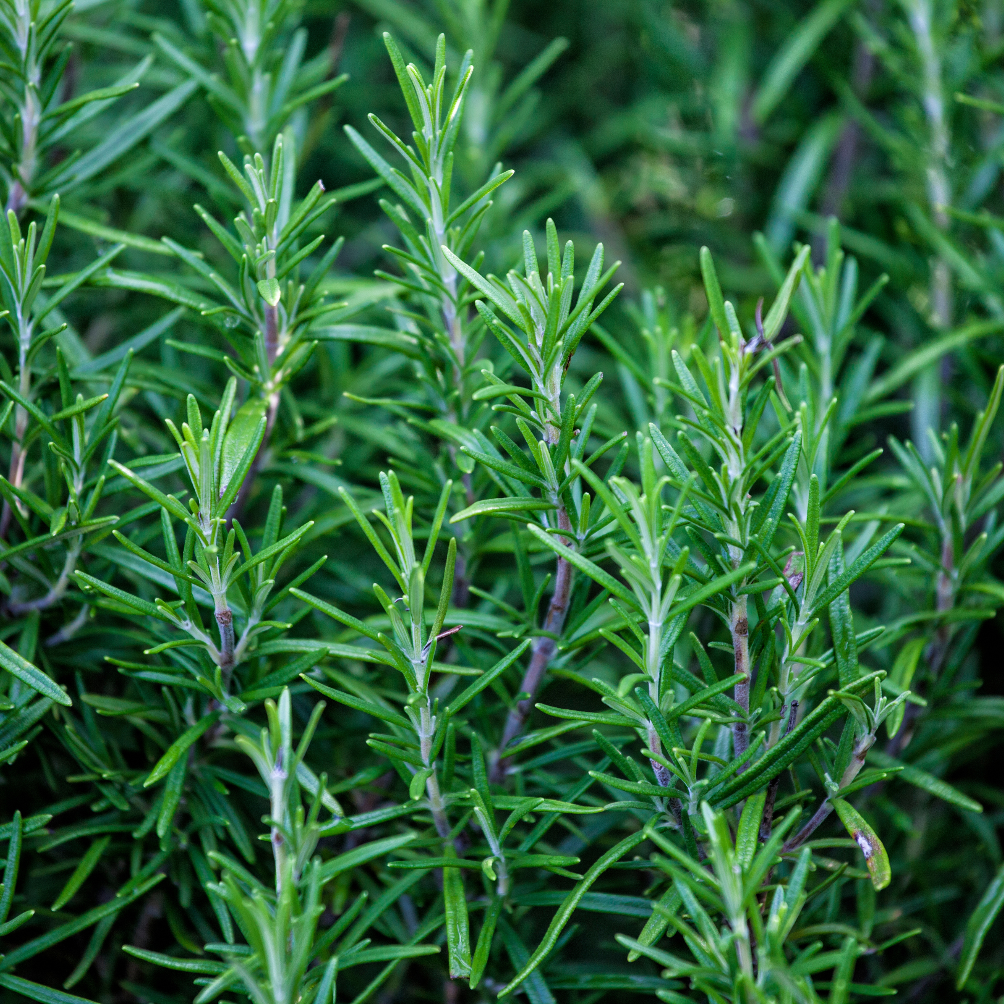 Rosemary