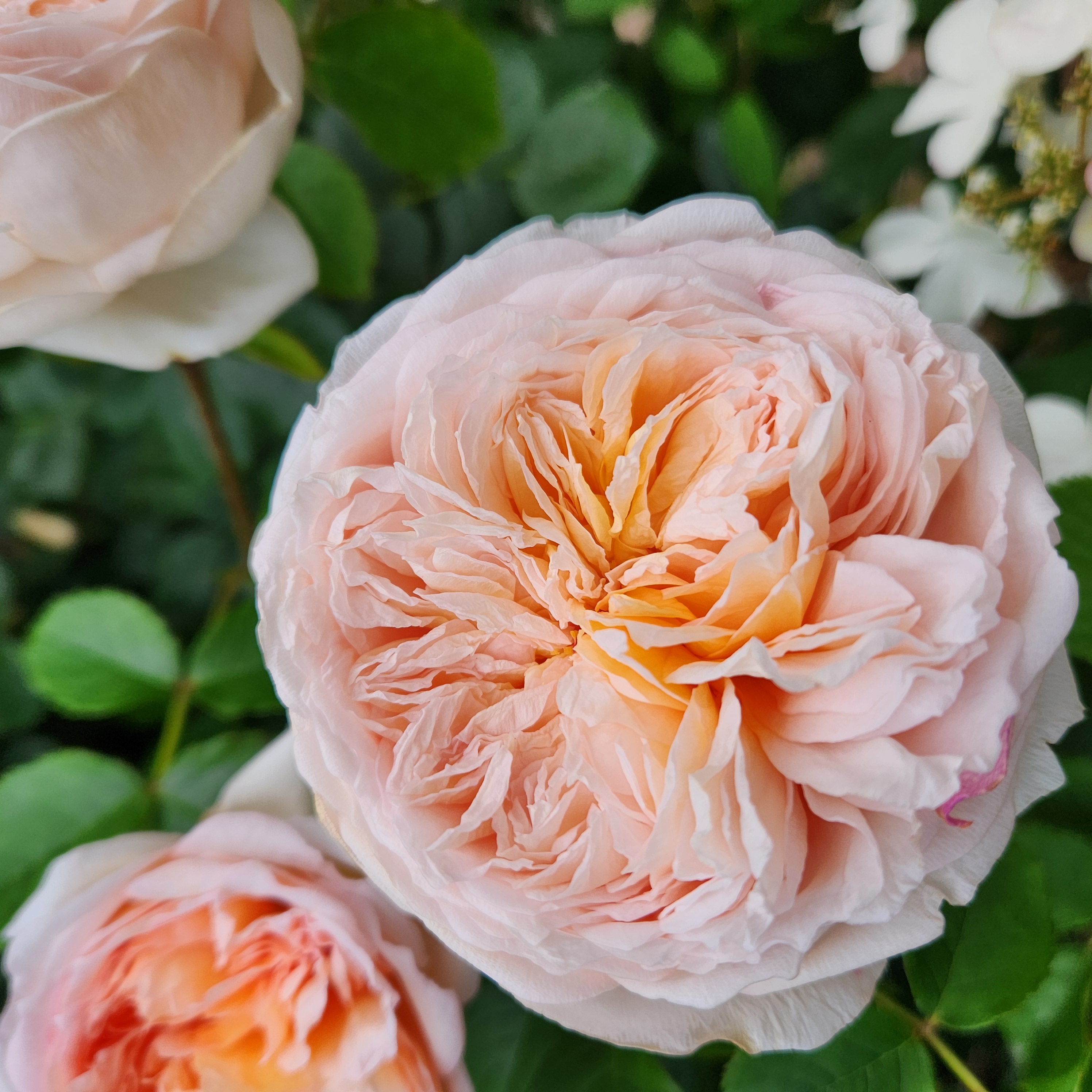 Roses