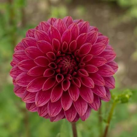 Dahlia Rosey Jo