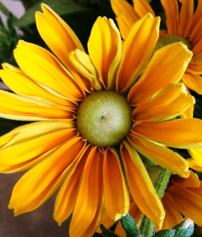 Rudbeckia