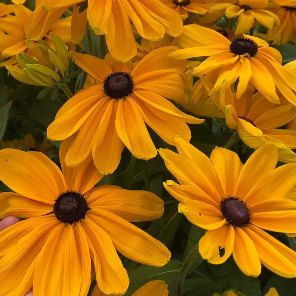 Rudbekia hirta
