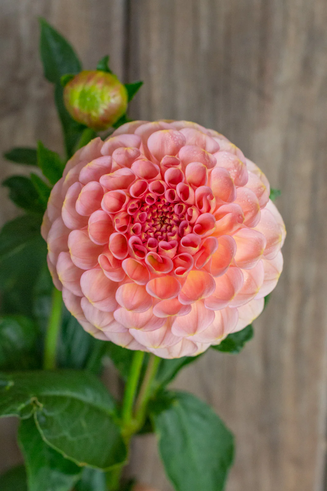 Dahlia