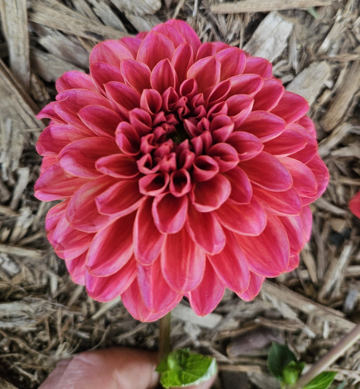 Dahlia Salmon Runner
