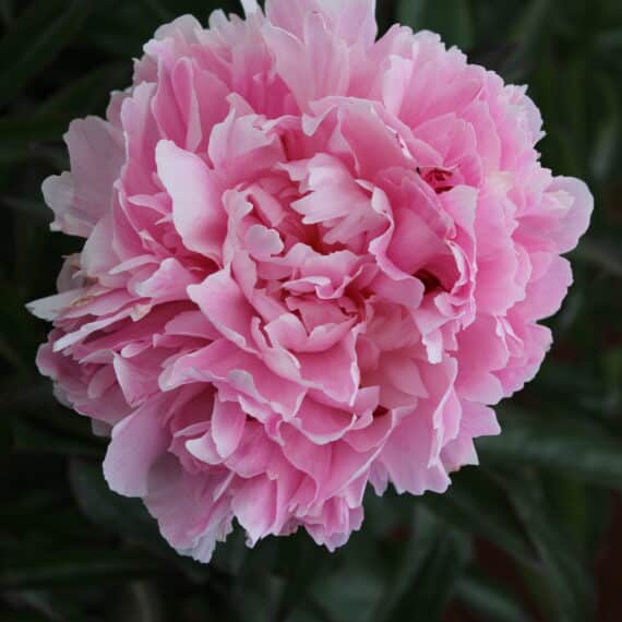 Peony