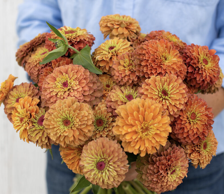 Queeny Lime Orange