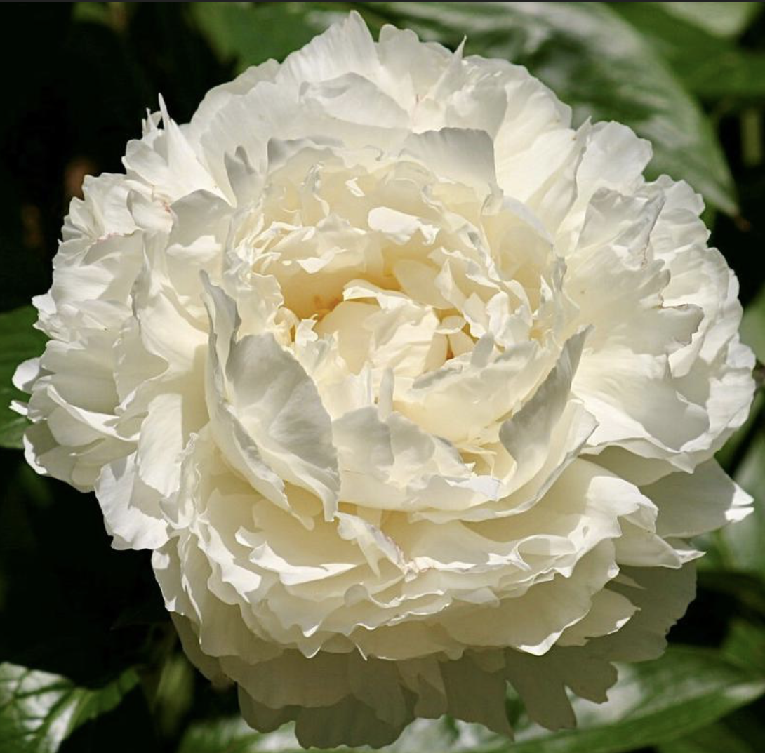 Peony