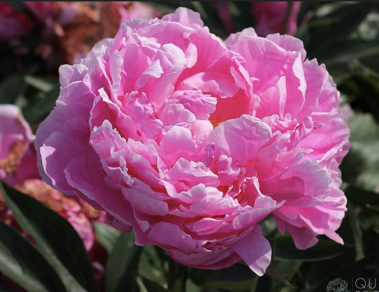 Peony