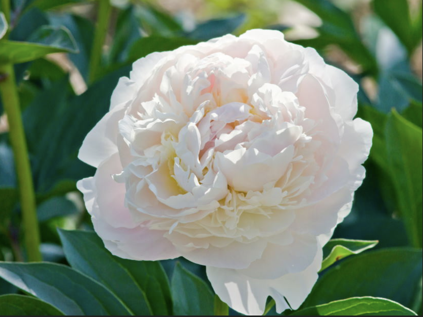 Peony