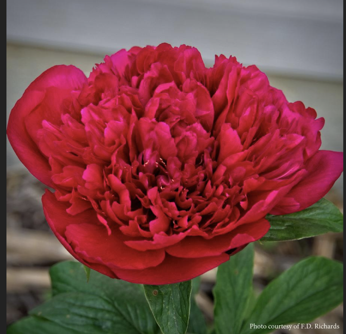 Peony