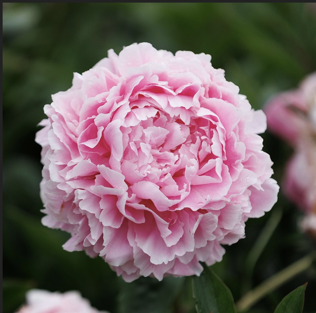 Peony