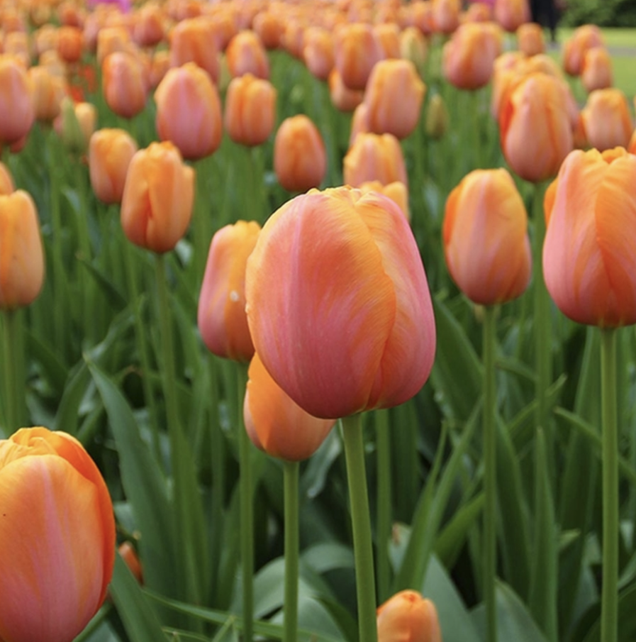 Tulip