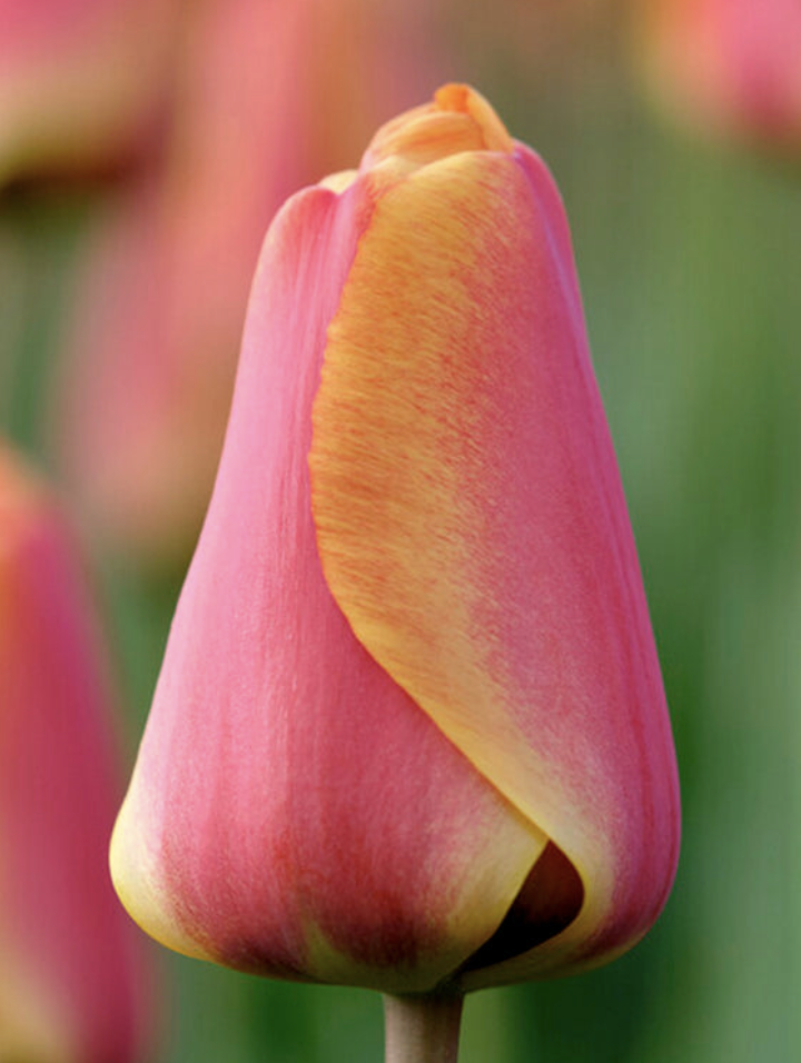 Tulip