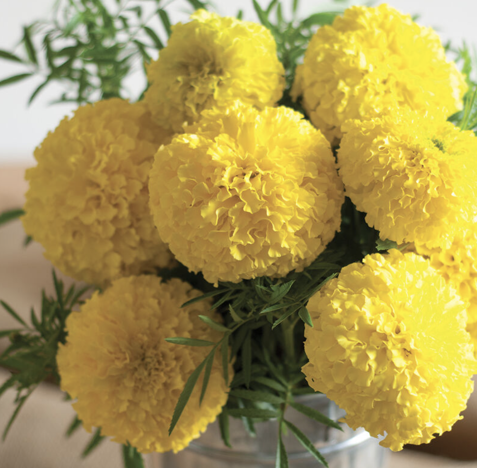 Marigold