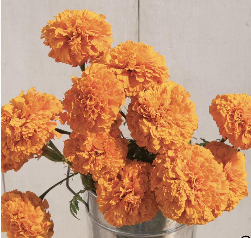 Marigold