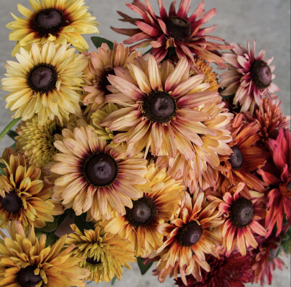 Rudbeckia