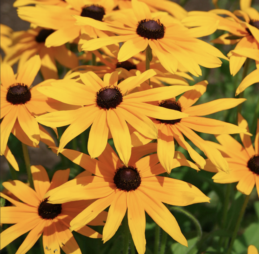 Rudbeckia