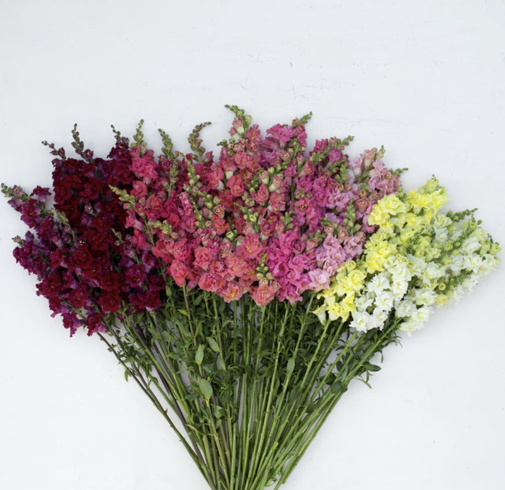 Snapdragon