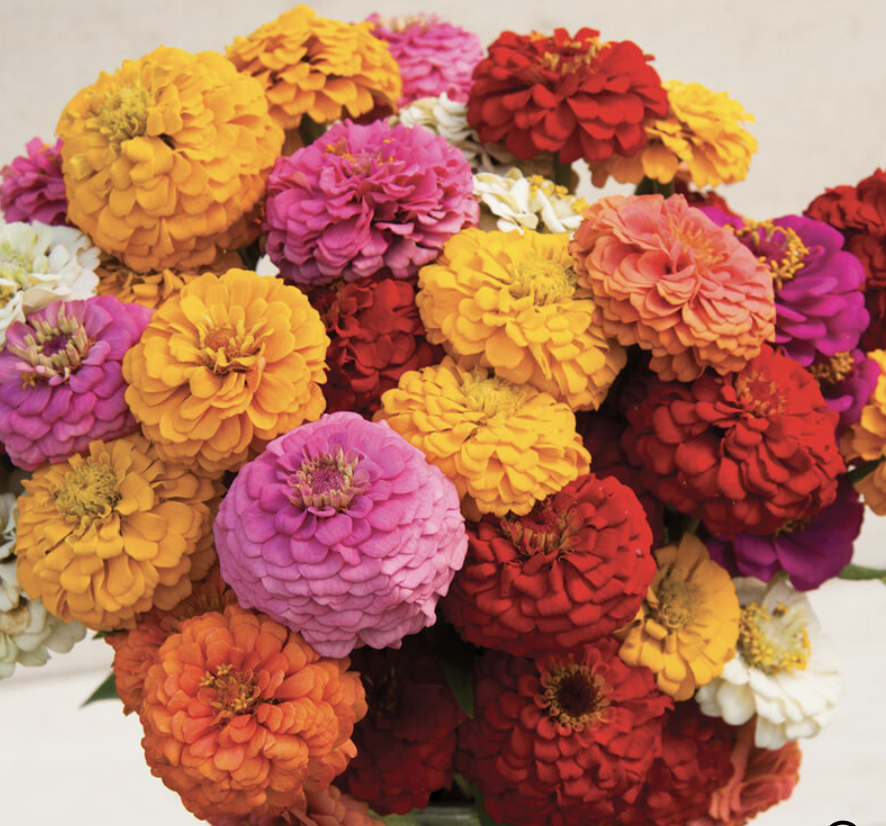 Zinnia