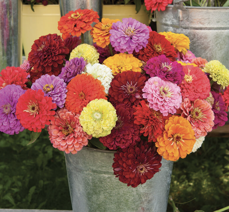 Zinnia