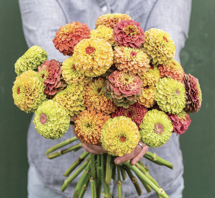 Zinnia