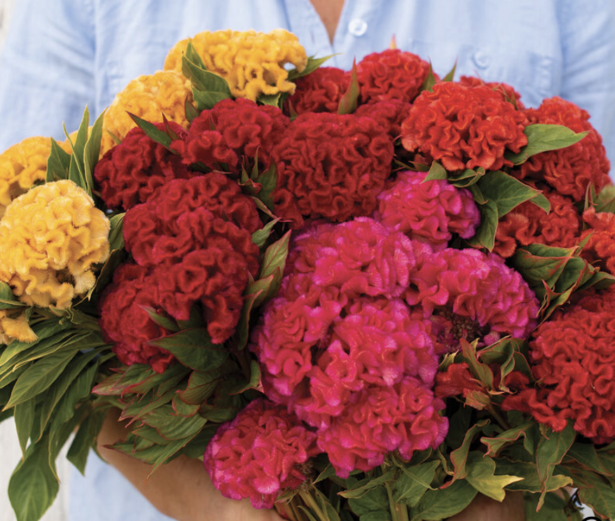 Celosia