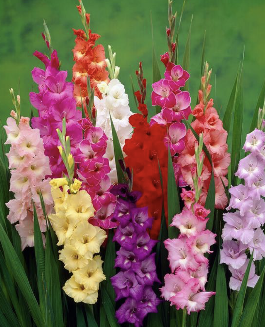 Gladiolus