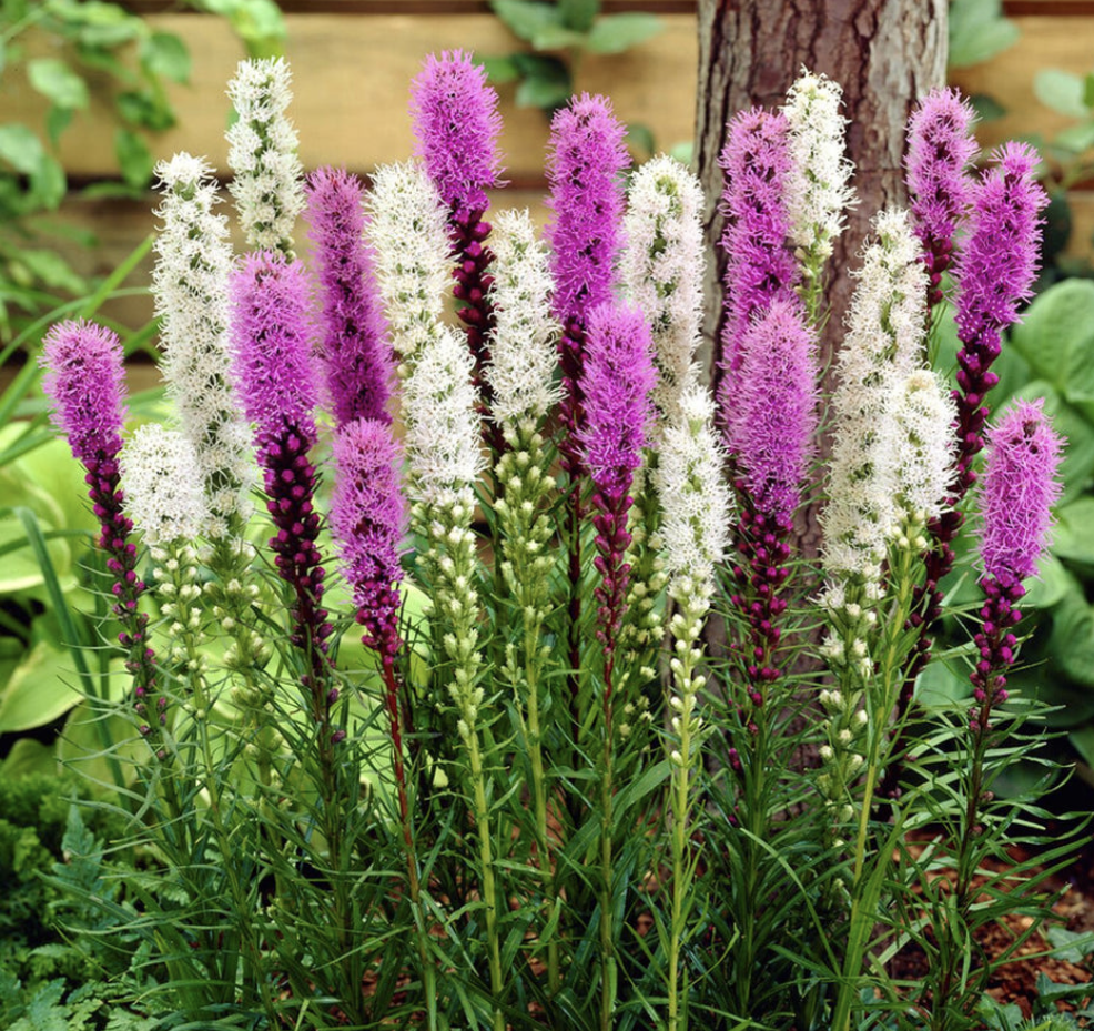 Liatris