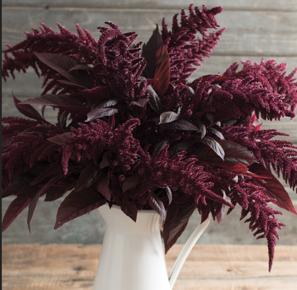 Amaranth