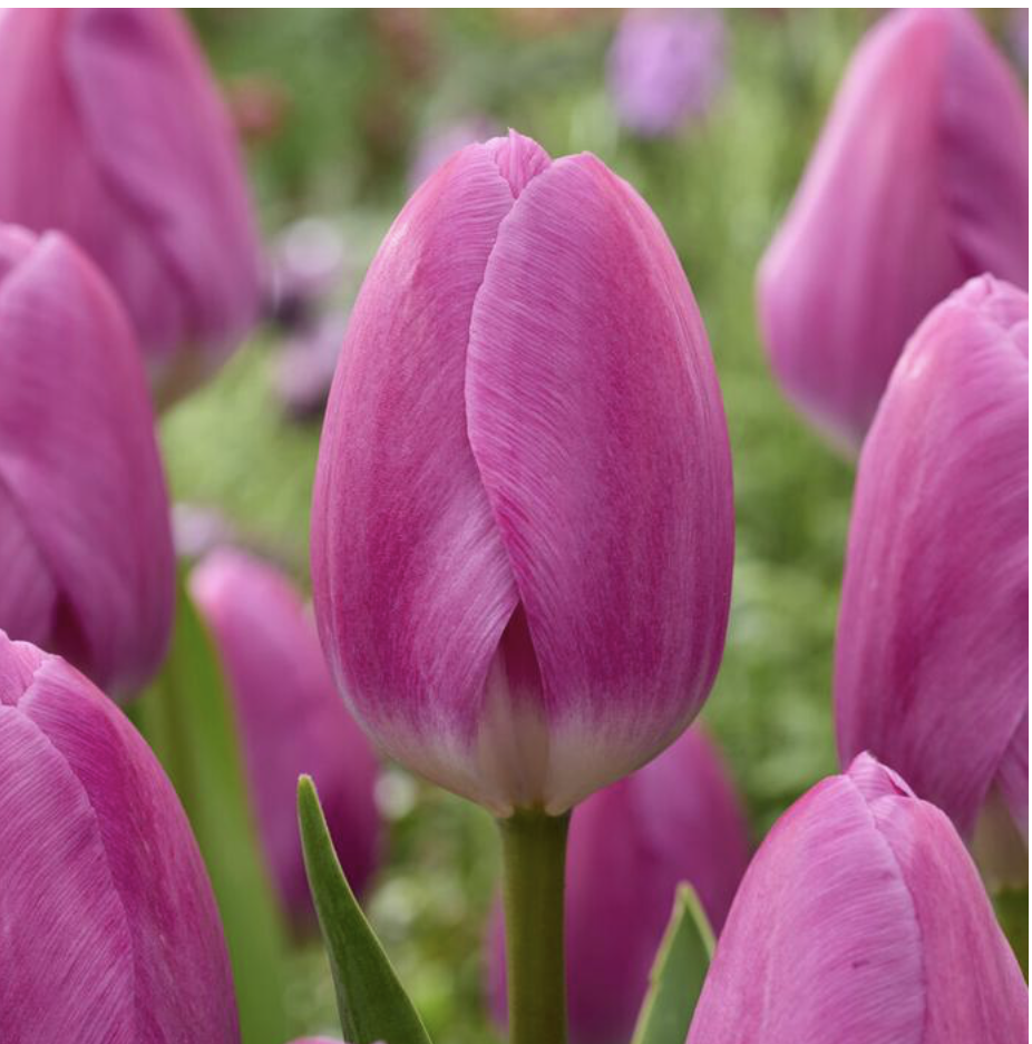 Tulip
