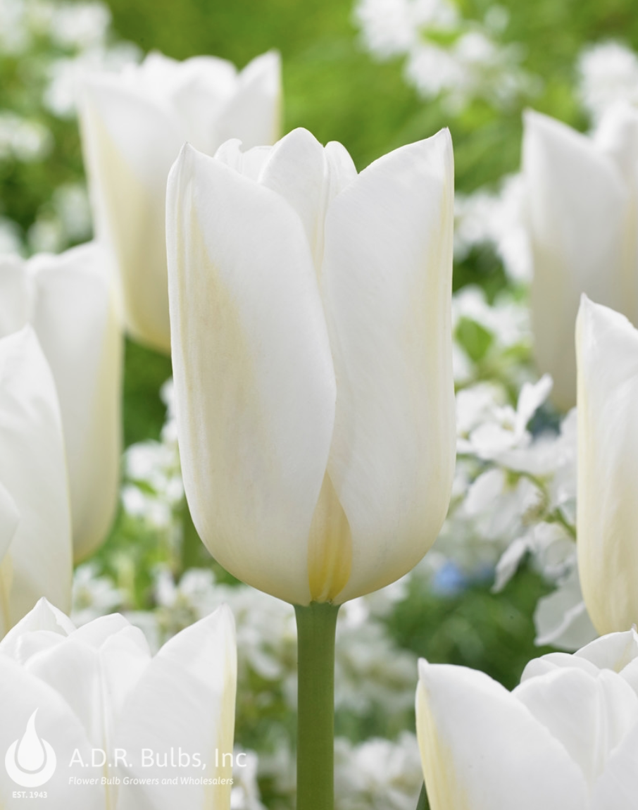 Tulip
